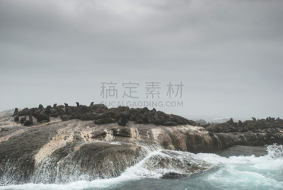 小羚羊,岛,岬海熊,哈特湾,水平画幅,无人,开普敦,南非,摄影