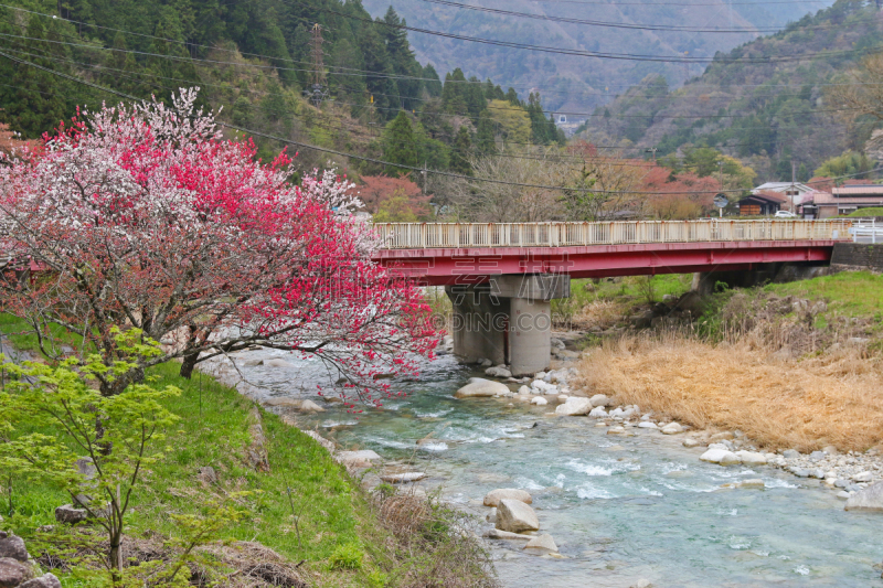 河流,金泽,日本,花朵,桥,樱之花,高视角,水,里山,水平画幅