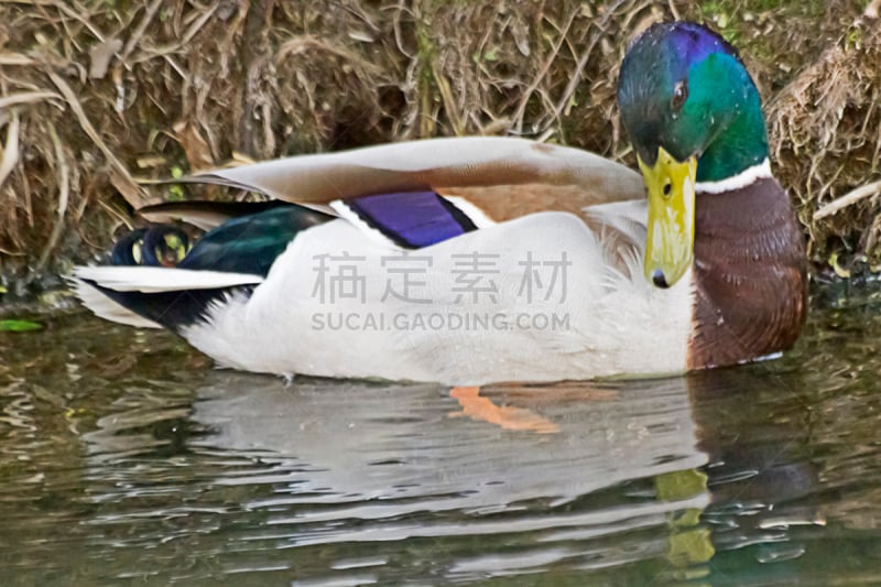 雄性动物,野鸭,水,清溪川流,水鸭,首尔,自然,拍摄场景,野生动物,水平画幅