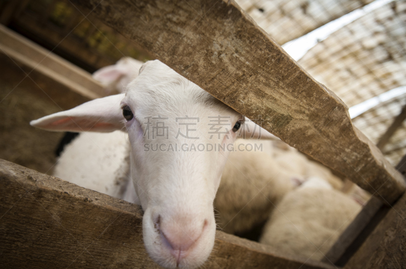 绵羊,特写,农业市集,羊圈,动物围栏,选择对焦,水平画幅,动物耳朵,动物身体部位,户外