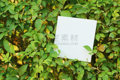 叶子,空白的,绿色,白皮书,水平画幅,无人,夏天,户外,特写,泰国