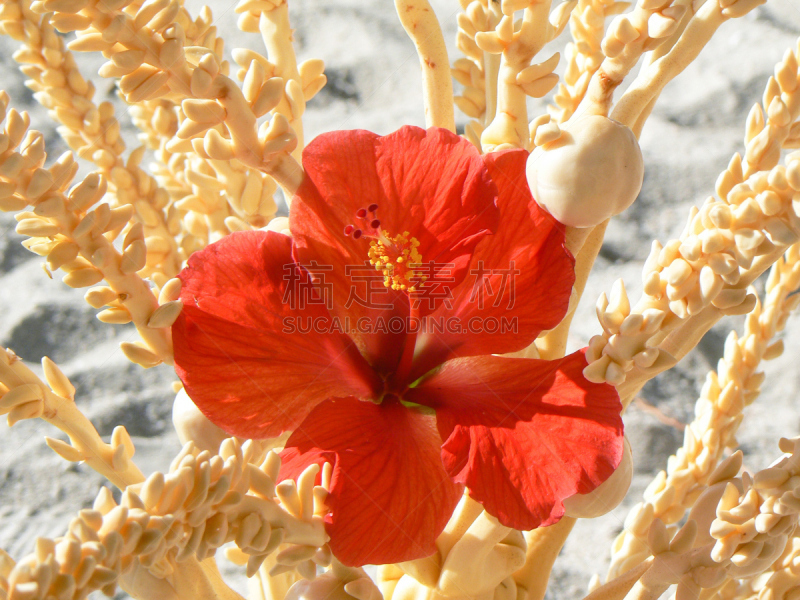 Hibiscus Blüte