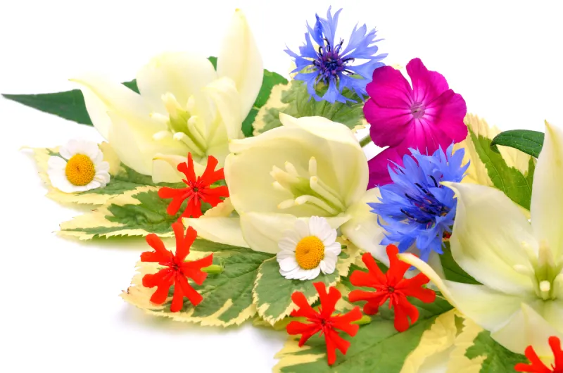 丝兰 矮牵牛花 花束 菊花 野花 自然美 矢车菊 春白菊花 水平画幅 无人图片素材下载 稿定素材 丝兰 矮牵牛花 花束 菊花 野花 自然美 矢车菊 春白菊花 水平画幅 无人图片素材下载 稿定素材