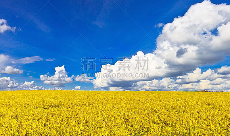 田地,油菜花,黄色,花朵,生物柴油,生物燃料,天空,水平画幅,夏天,户外