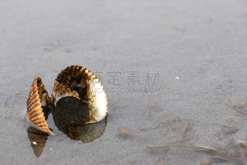 海蛤,鲁米海湾,桦树湾,潮水坑,海扇壳,水,水平画幅,沙子,户外,海洋