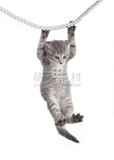 绳子,斑纹猫,格鲁曼f-14,悬挂的,小猫,猫,垂直画幅,无人,爪子,动物身体部位