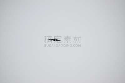 天空,鸟类,德里动物园,图像,水平画幅,印度,飞,摄影