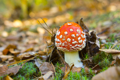 毒蘑菇,特写,小的,橙色伞菌,鸊鷉,毒蝇菇,水平画幅,无人,苔藓,草