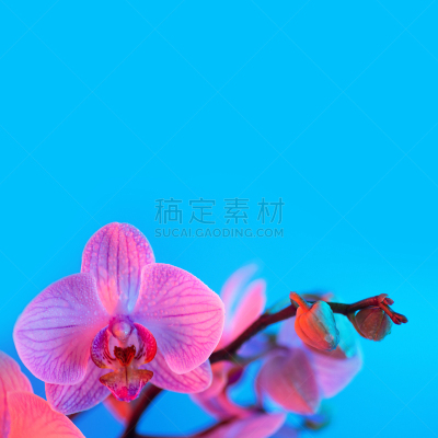 脆弱,兰花,露水,轻的,特写,蓝色背景,粉色,卵巢,夏天