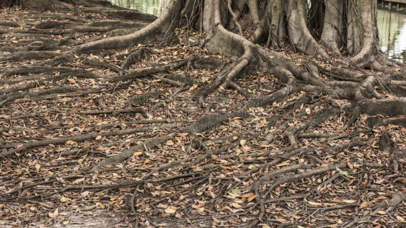 根部,榕树,森林,有序,图像,常绿树,无人,moreton bay fig,萨拉索塔,佛