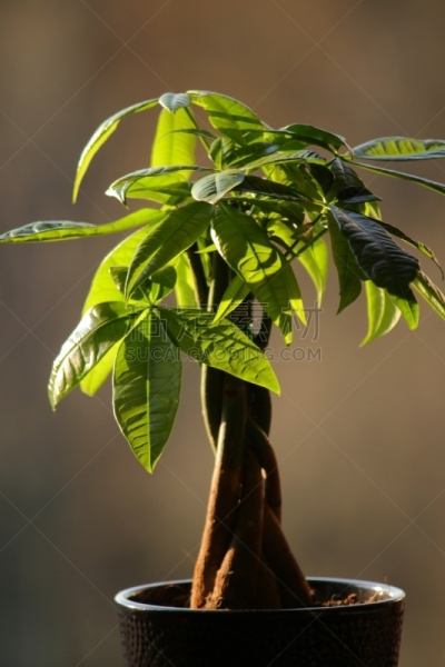 发财树,血汗钱,垂直画幅,辫状,褐色,储蓄,无人,异国情调,室内植物,活力