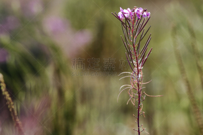 火龙草,紫色,种子,花蕾,默顿地区,萨里市,选择对焦,留白,水平画幅,无人