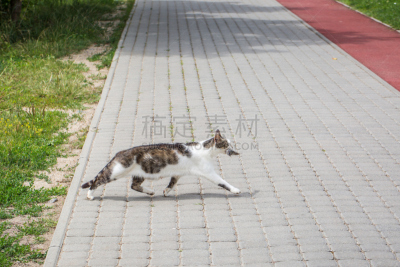 白色,斑纹猫,杂色的,湖,鲶鱼,野生猫科动物,活力,匈牙利,死的,哺乳纲