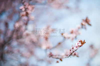 特写,自然美,春天,前景聚焦,水,夏天,草,完美,明亮,白色