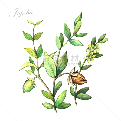荷荷巴,水彩画,绘画插图,生物学,化妆用品,头发,植物,瓶子,植物学