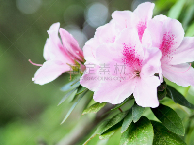 杜鹃花,美,留白,褐色,水平画幅,无人,户外,特写,白色,植物