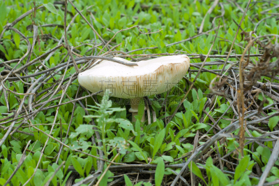 食用菌,瓷样伞菇,植物叶柄,褐色,水平画幅,素食,无人,苔藓,生食,户外