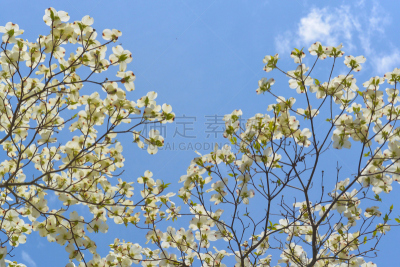 开花的山茱萸,马萨诸塞,州立森林公园,自然,天空,水平画幅,柯德角,蓝色,箭木,白色