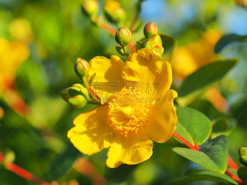 仅一朵花,明亮,灌木,圣约翰草,黄色,美,水平画幅,无人,早晨,夏天