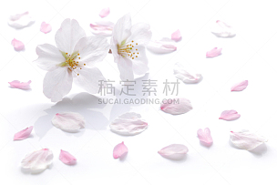 花瓣,亚洲樱桃树,樱花,白色背景,脆弱,白色,柔和,背景分离,美,水平画幅