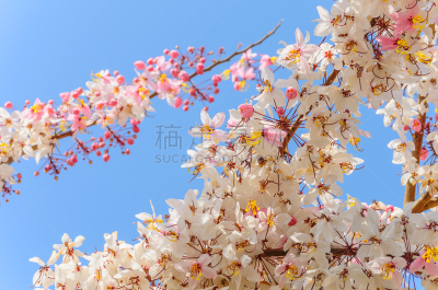 肉桂,蓝色,天空,自然,水平画幅,夏天,窦,特写,泰国