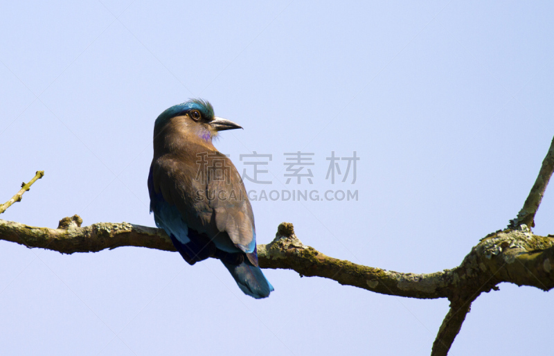 棕胸佛法僧,野生动物,水平画幅,阿萨姆,无人,蓝色,鸟类,野外动物,户外,印度