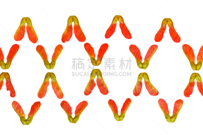 种子,白色背景,分离着色,红花槭,自然,式样,水平画幅,形状,枫叶,无人