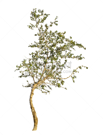 白色背景,自然,垂直画幅,绿色,无人,特写,树林,植物,环境保护,2015年