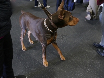 狗,智慧,杜宾犬,遛狗师,纯种犬,受过训练的狗,搜救犬,警犬,动物,两只动物