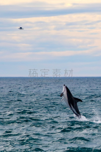 灰黑海豚,一只动物,垂直画幅,野生动物,无人,鸟类,海洋生命,边界,哺乳纲,新西兰