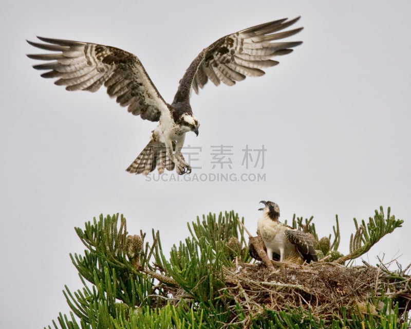 鱼鹰,一只动物,海湾沿海,野生动物,食肉鸟,水平画幅,鸟类,动物身体部位,翅膀,李郡