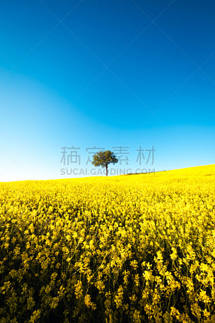田地,黄色,一棵树,芸苔,油菜花,垂直画幅,天空,留白,无人,夏天