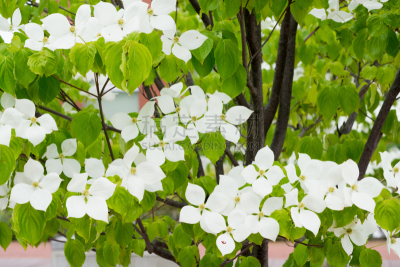 夏天,白色,公园,四照花,宝塔茱萸,山茱萸科,礼物标签,贺卡,留白,水平画幅