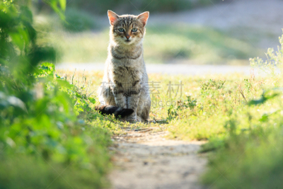 猫,格鲁曼f-14,宠物,水平画幅,家畜,无人,猫科动物,幽默,摄影