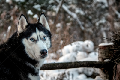 雪橇犬,看,自然美,面貌相似的人,水平画幅,雪,俄罗斯别墅,户外,俄罗斯,哺乳纲