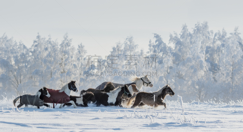 小马,马,小的,兽群,雪地,水平画幅,母马,雪,无人,侧面像