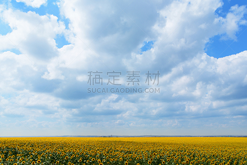 蓝色,巨大的,向日葵,天空,田地,散焦,自然,水平画幅,无人,夏天