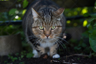 户外,野生猫科动物,自然,野生动物,人的头部,水平画幅,猫科动物,动物身体部位,野外动物,猫食