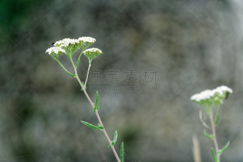 太阳,斯普林费德,白昼,明信片,背景,水,草,明亮,花束,植物学