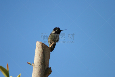 黑颏蜂鸟,电缆,自然,天空,野生动物,美国,水平画幅,无人,蓝色,鸟类