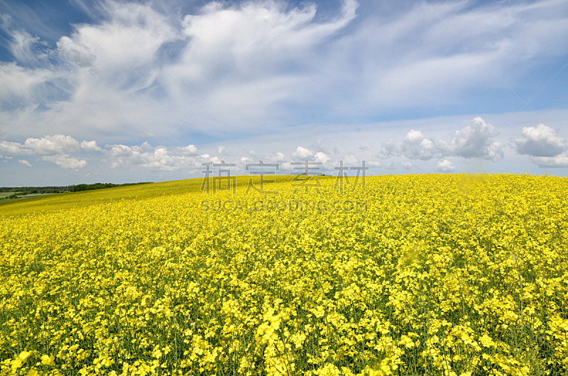 田地,拉脱维亚,黄色,油菜花,天空,美,水平画幅,无人,夏天,户外