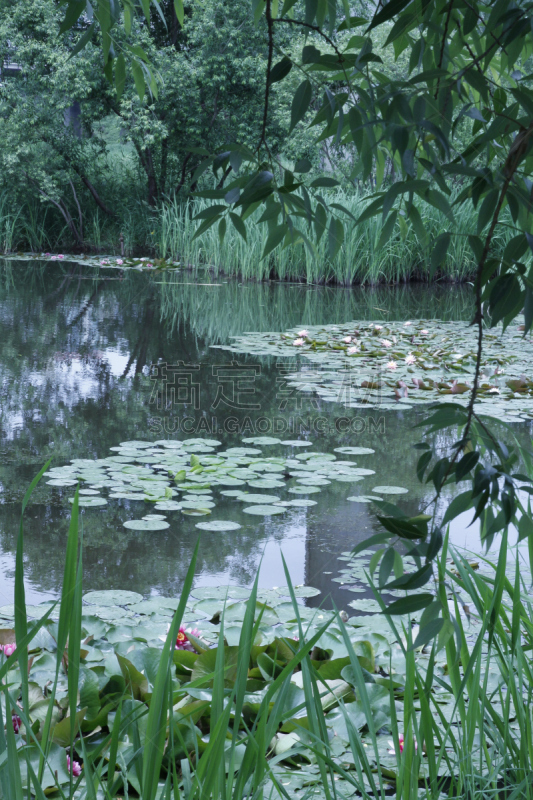 野生动物保护区,湿地,垂直画幅,水,水洞湖,草原,水生植物,枝繁叶茂,睡莲,无人