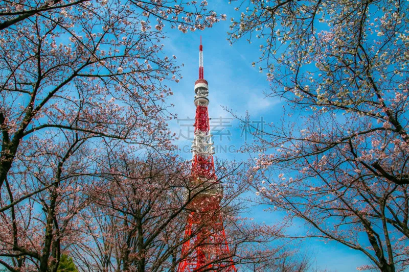 东京塔 樱桃树 立川 目黒区 六本木 地球女神 吉野樱花 亚洲樱桃树 油菜花 城镇景观图片素材下载 稿定素材