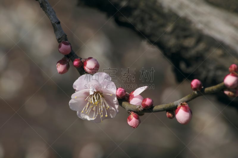 李子,红松,植物,文京区,水平画幅,无人,亚洲,东京,日本,枝