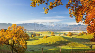 秋天,全景,楚格峰,背景,清新,云,草,自然美,母牛,自然荒野区