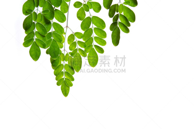 辣木植物,叶子,白色背景,自然,水平画幅,绿色,原始视频,木制,无人,有机食品