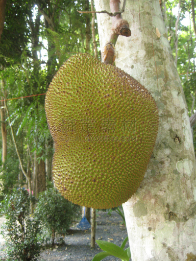 Closeup of Jackfruit fruit