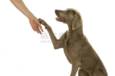 可爱的,狗,德国魏犬,幼小动物,白色,雌性动物,爪子,分离着色,业主,给予