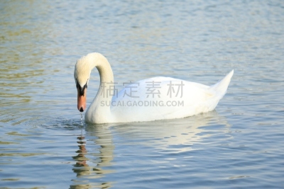 湖,鸭子,白色,天鹅,自然美,美,颈,水平画幅,无人,鸟类