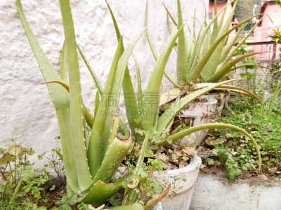 芦荟植物,自然,有机食品,草本,特里加瓦尔区,花盆,印度次大陆,图像,芦荟,围墙